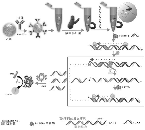 Method for rapidly and quantitatively detecting enterobacter sakazakii based on cascade amplification