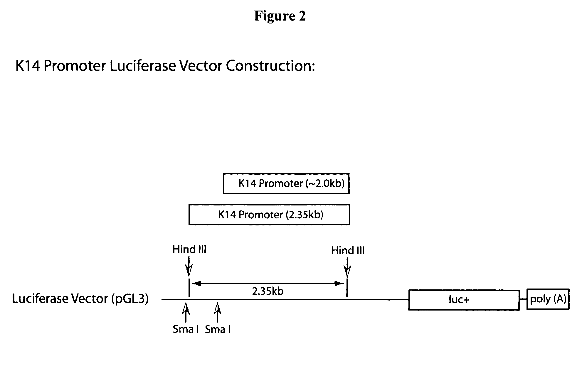 Human skin equivalents expressing exogenous polypeptides