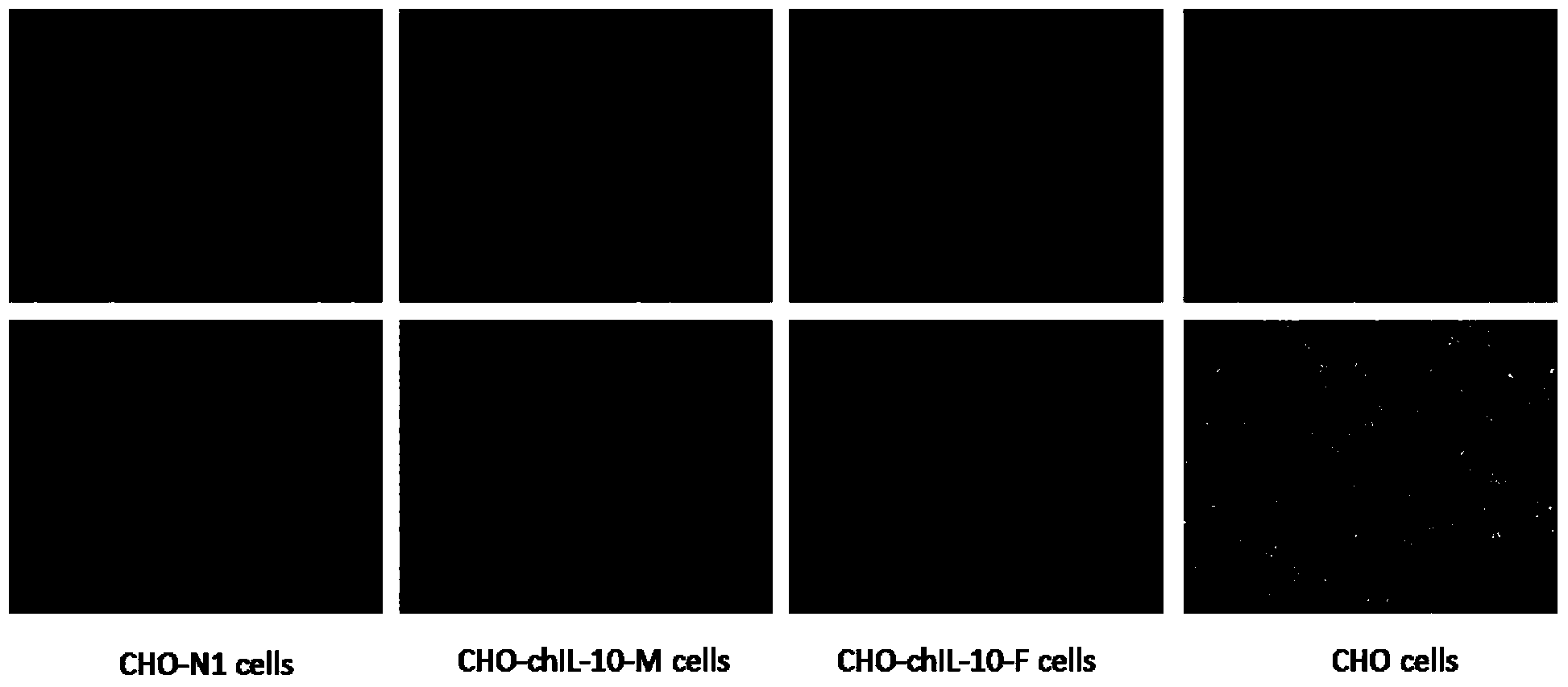 Cell line for stable expression of chicken interleukin 10 protein, as well as construction method and application thereof