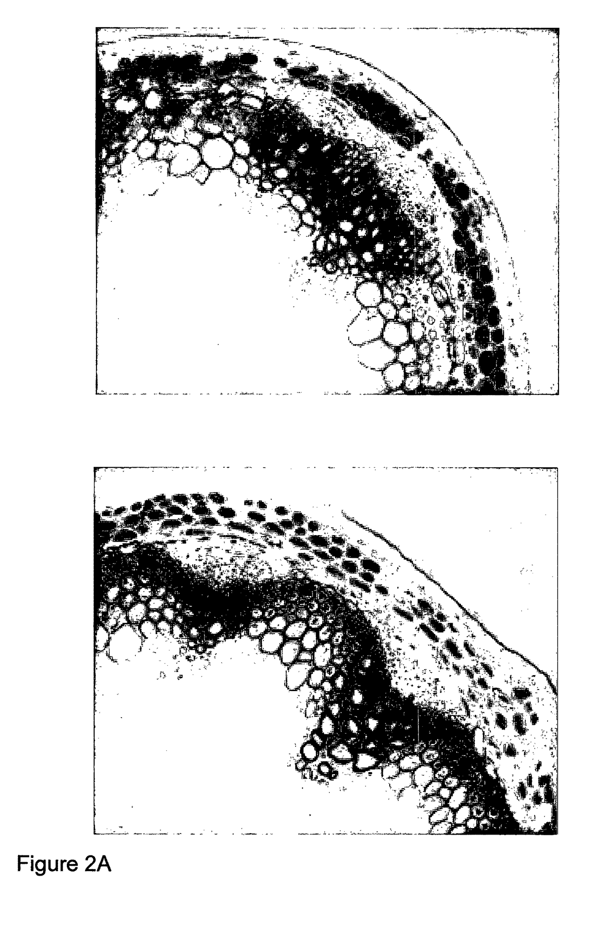 Method for modifying lignin biosynthesis in plants