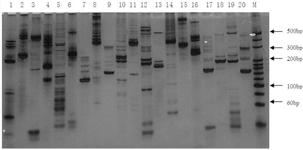 Brassica juncea EST-SSR (expressed sequence tag-simple sequence repeat) marker primer group based on development of transcriptome sequence