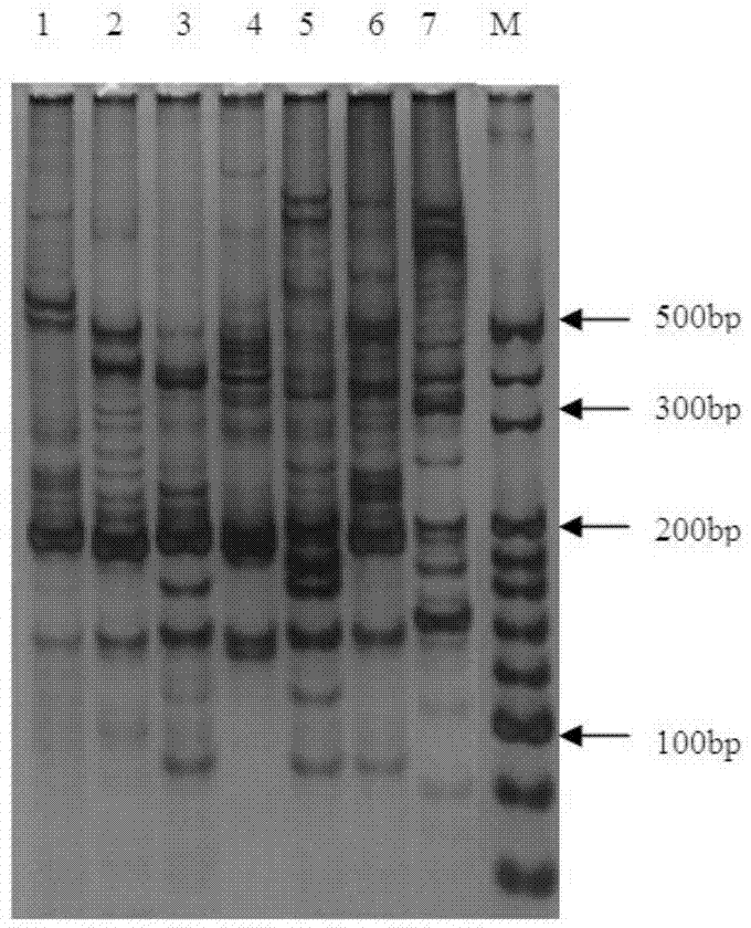 Brassica juncea EST-SSR (expressed sequence tag-simple sequence repeat) marker primer group based on development of transcriptome sequence