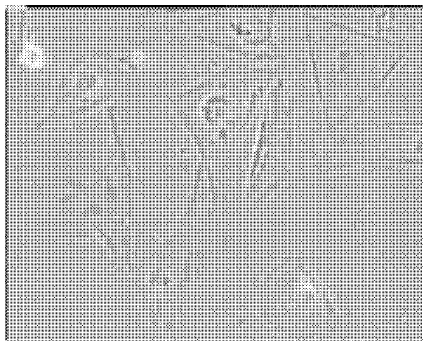 In vitro culture method for hucho taimen body cells