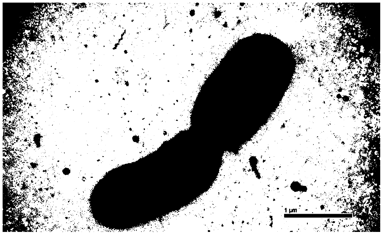 A kind of rhodococcus erythrococcus capable of degrading phthalates and its application