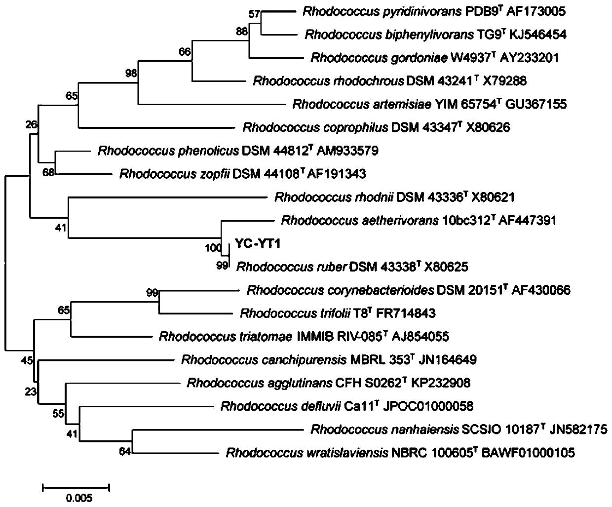 A kind of rhodococcus erythrococcus capable of degrading phthalates and its application