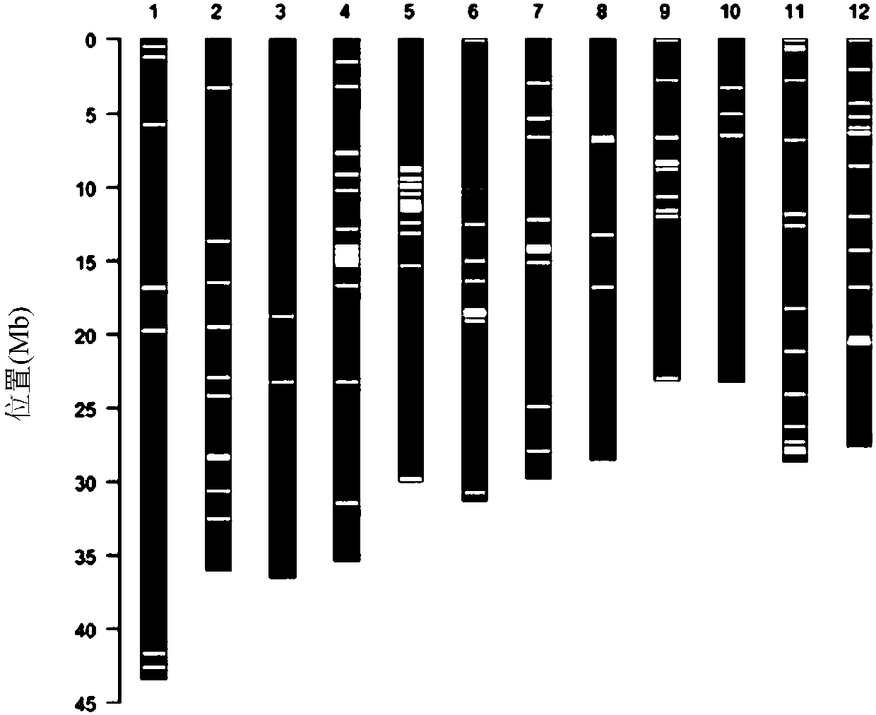 Rice genome recombinant nucleic acid fragment RecCR012070 and detection method thereof