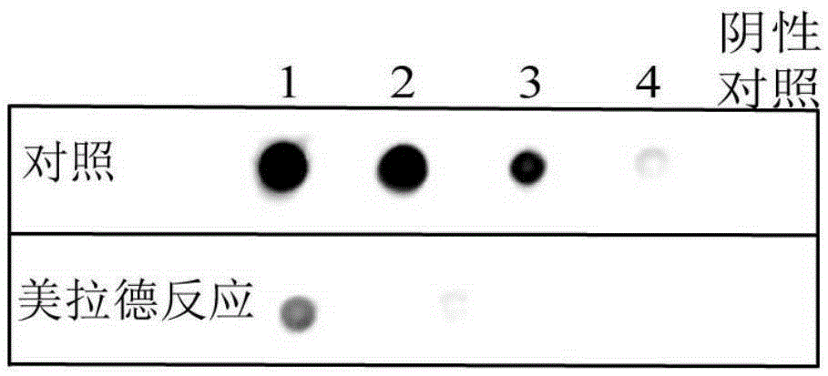 Low-allergenicity fish allergen parvalbumin, and preparation method and application thereof