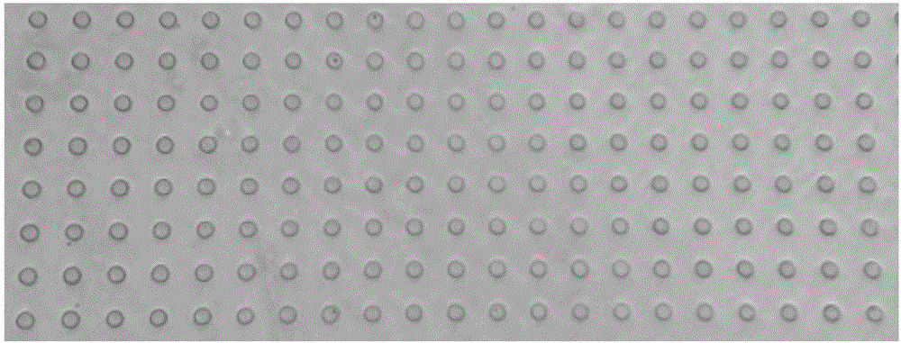 Molecular marker micro-bead and high-throughput single cell sequencing method based on same