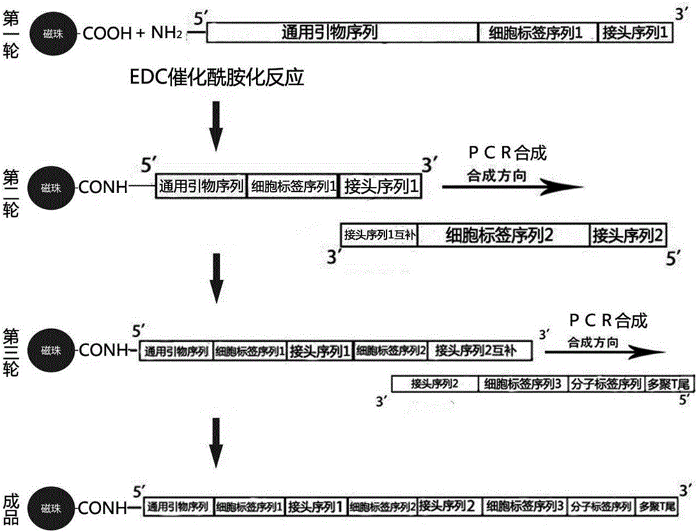 Molecular marker micro-bead and high-throughput single cell sequencing method based on same