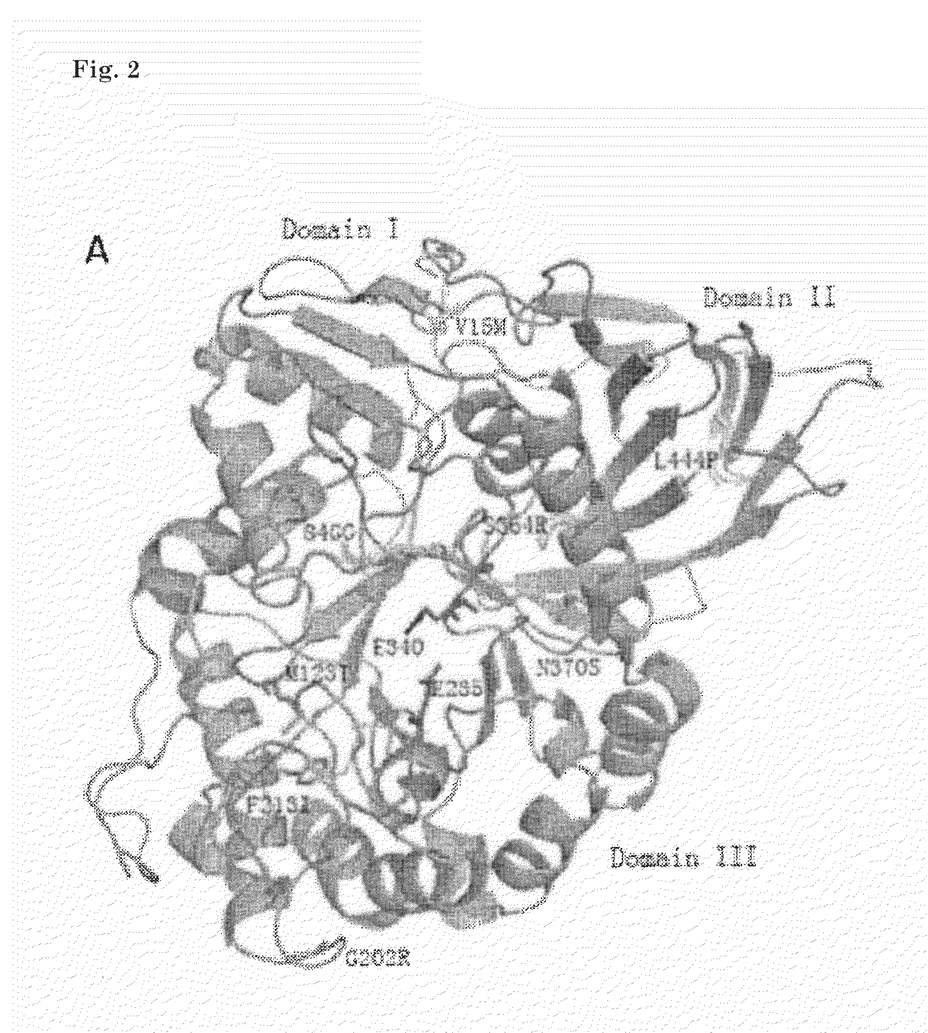 ACTIVITY BASED PROBES (ABPs) INTERACTING WITH GLYCOSIDASES