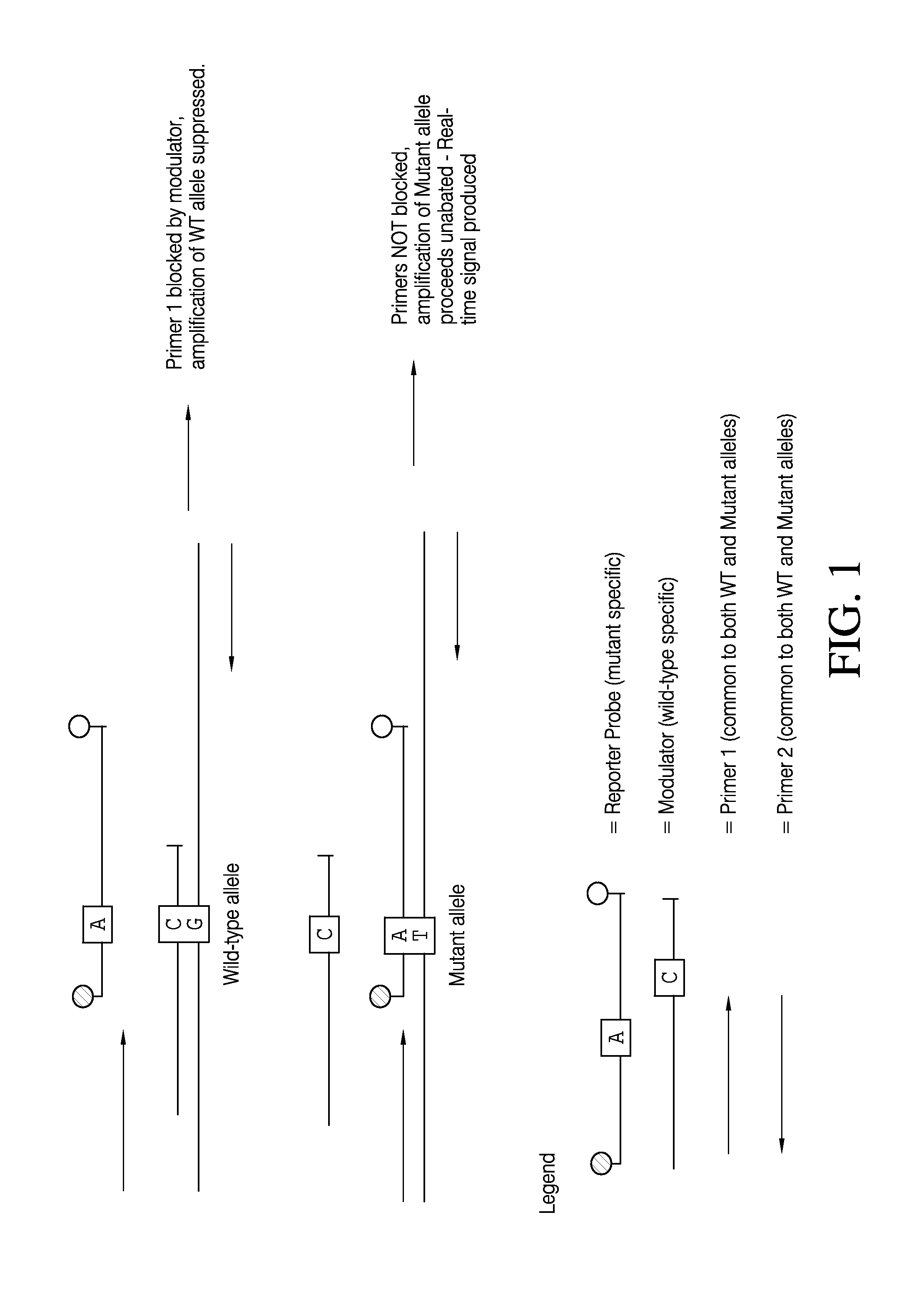 Selective amplification and real-time PCR detection of rare mutations