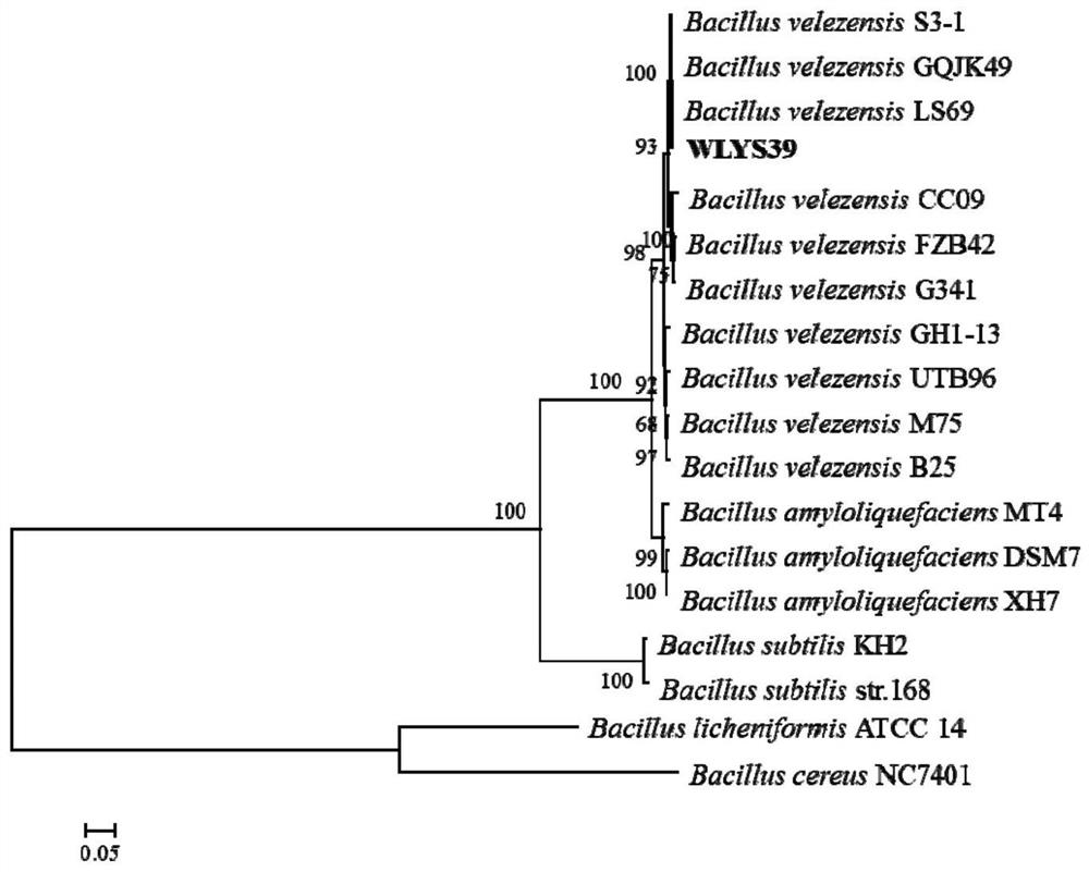 Strain of snakehead-derived bacillus velezensis and application thereof