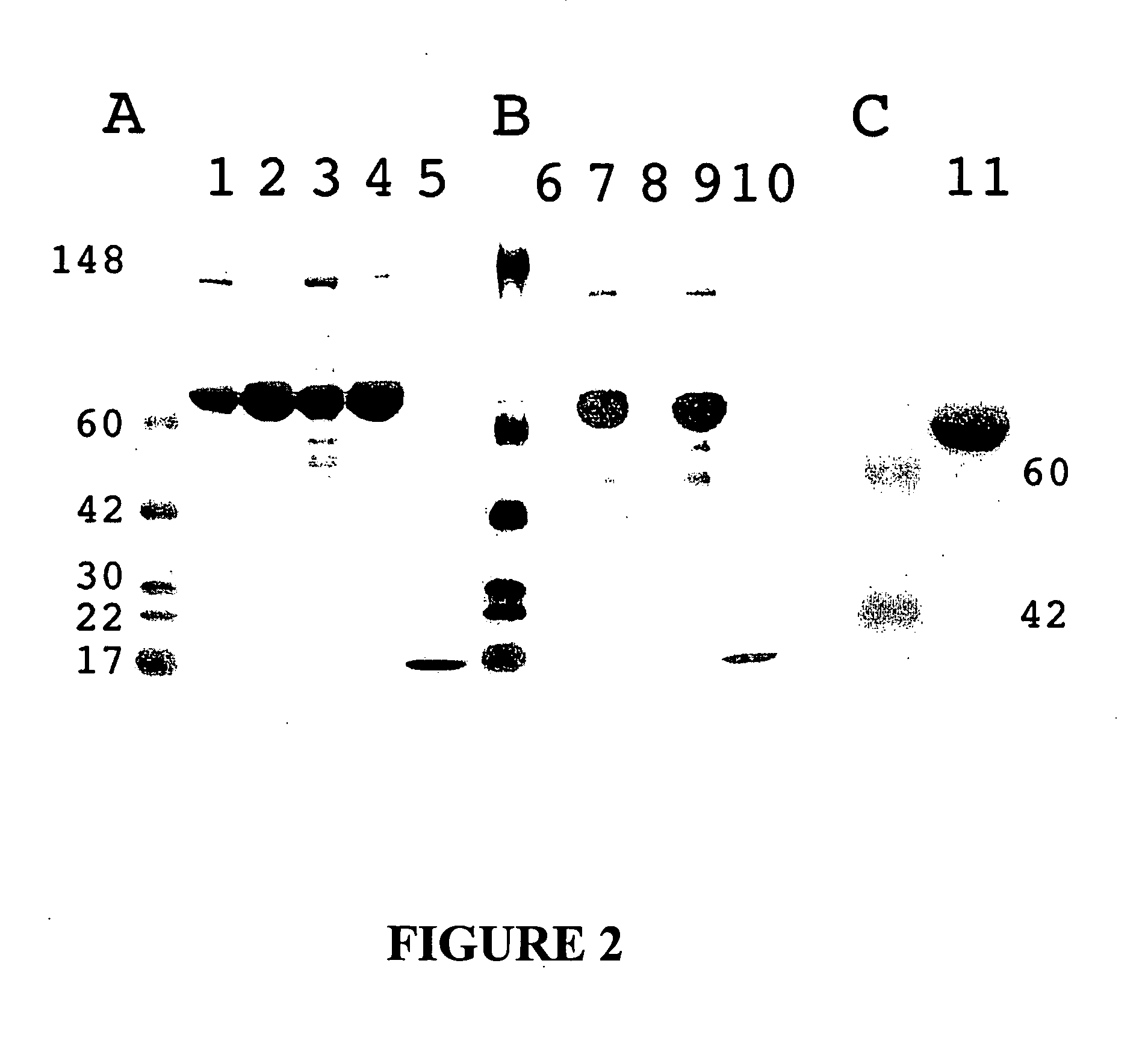 Chimeric protein comprising non-toxic pseudomonas exotoxin and type IV pilin sequences