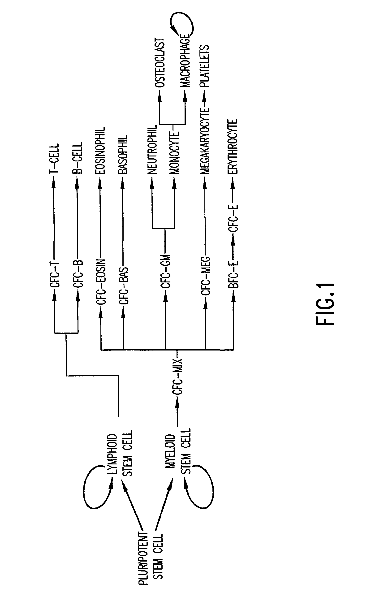 Methods for immortalizing cells