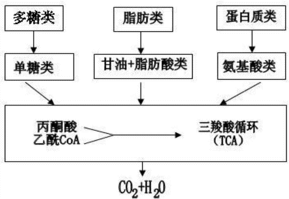 Aerobic microflora capable of quickly decomposing straw completely