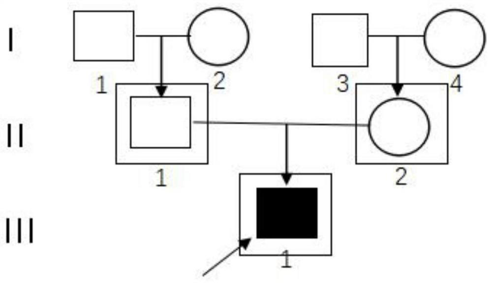 BMPR2 gene mutant and application