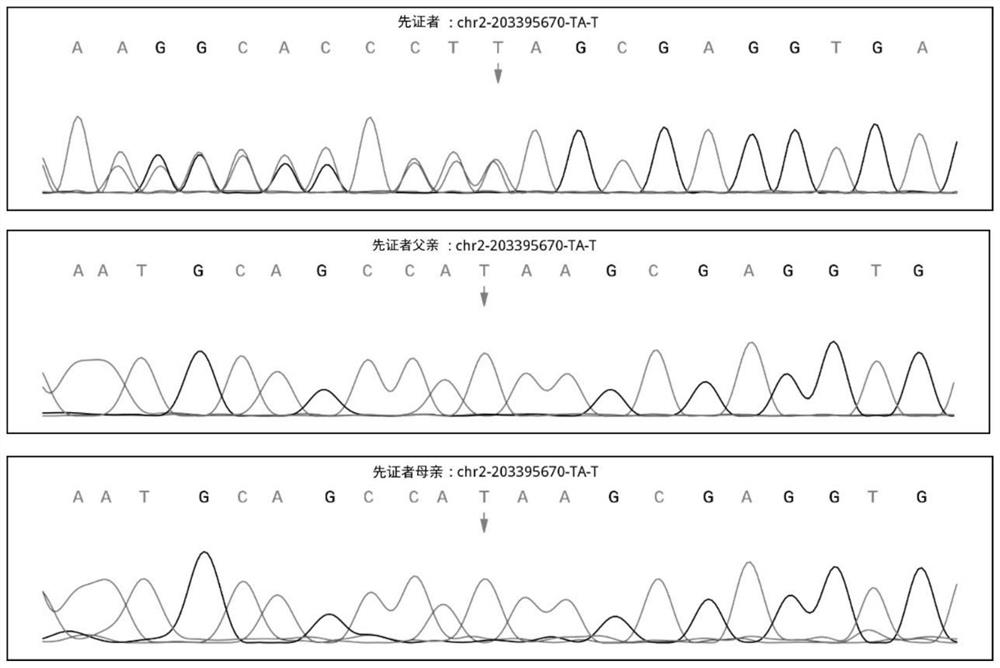 BMPR2 gene mutant and application