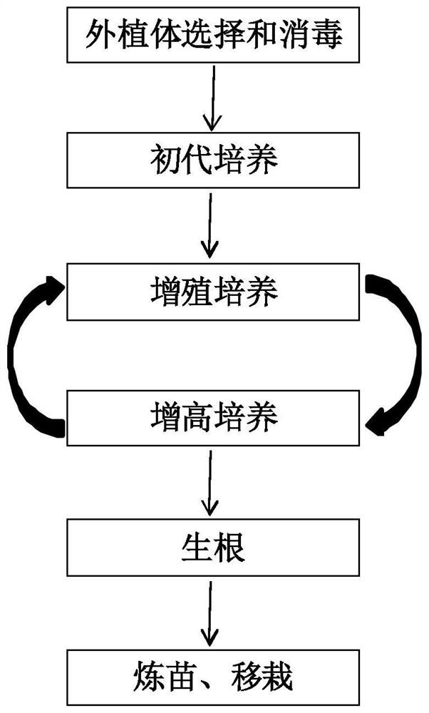 Tissue Culture and Rapid Propagation Method of Cherry Plum