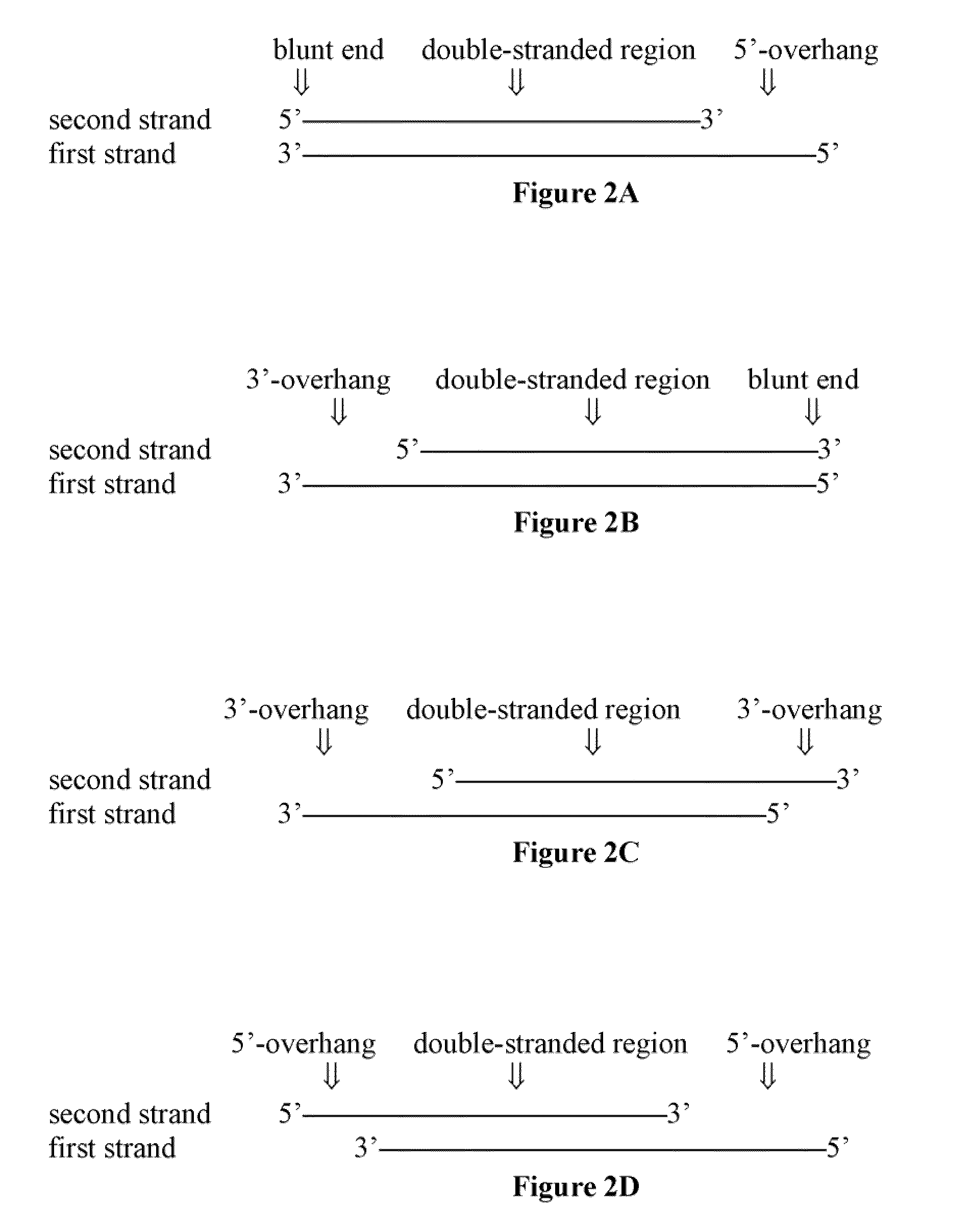 Compositions of asymmetric interfering RNA and uses thereof