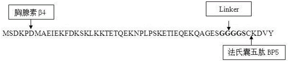 Recombined Tbeta 4-BP5 fusion peptide, gene, engineering bacteria and application