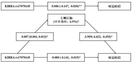 Application of KIBRA rs17070145 detection reagent in preparation of olfactory function evaluation kit