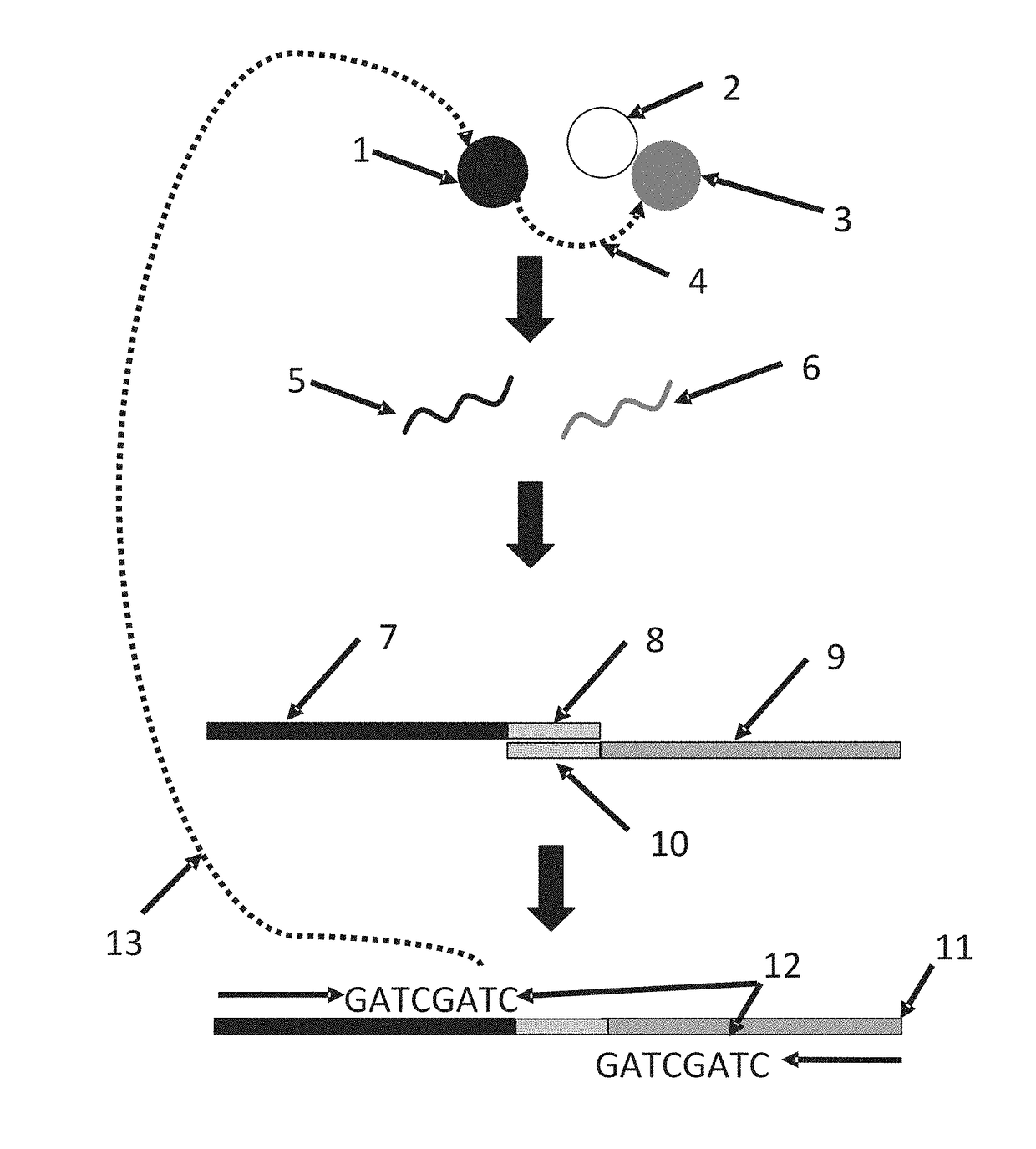 Systems and methods for massively parallel combinatorial analysis of single cells