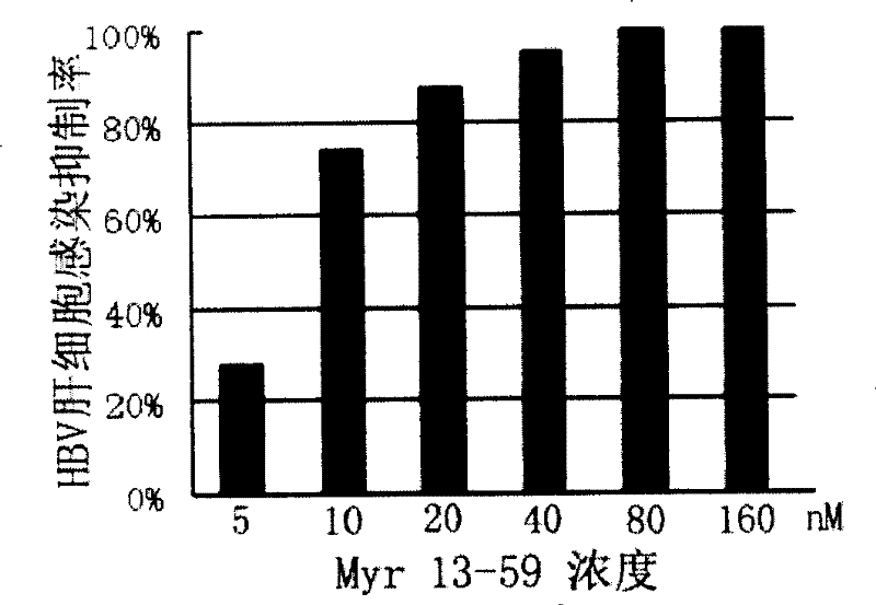 Hepatitis B virus surface L protein related peptide