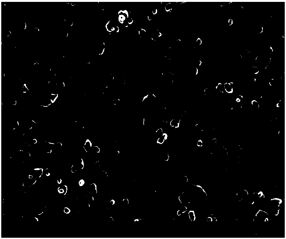 Lithium iron phosphate composite electrode with metal oxide coating layer on surface