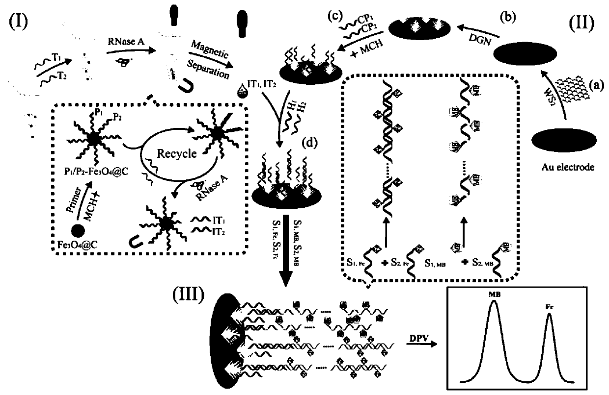 lncrna MEG3 dual detection electrochemical gene sensor, its preparation method and application