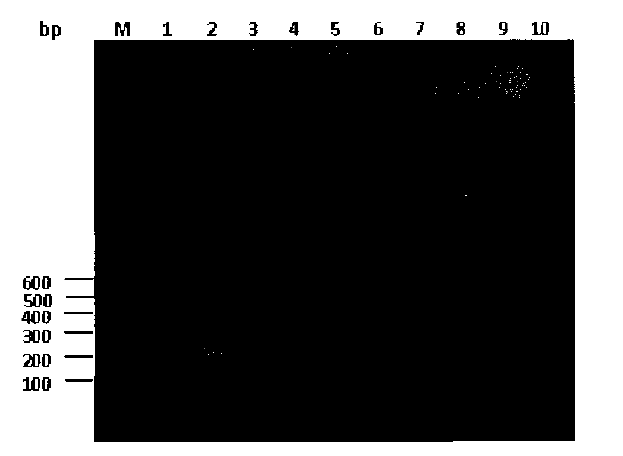 Method for identifying sashimi of thunnus obesus, thunnus alalunga and thunnus thynnus