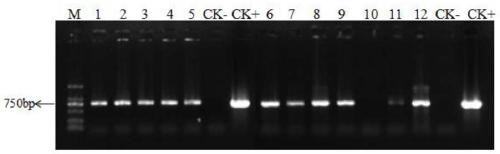 Rubber tree embryoid body induction medium, method for inducing embryogenic callus and method for cultivating resistant callus