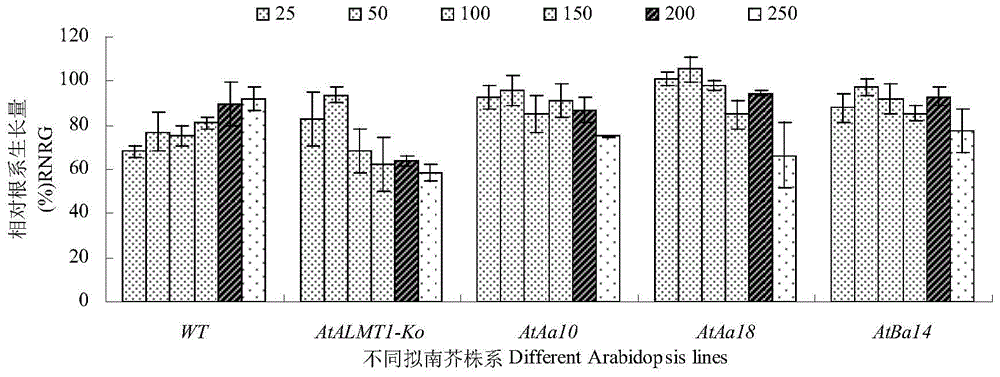 Application of peanut AhFRDL1 gene in improving aluminum toxicity stress resistance of plants