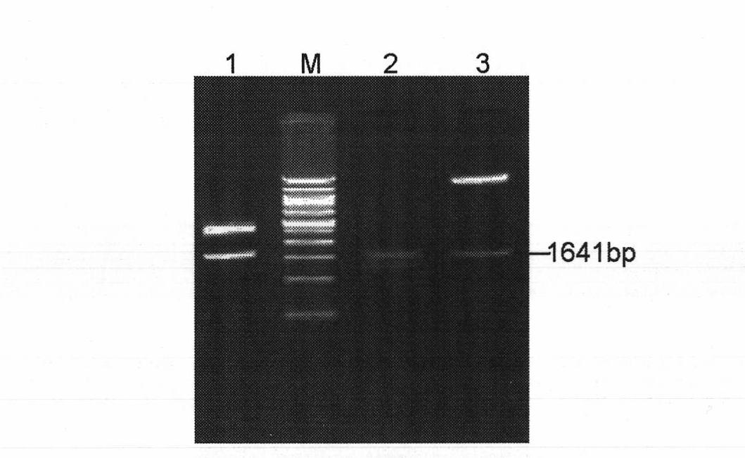 Root-specific and harm inducible promoter from glycine max