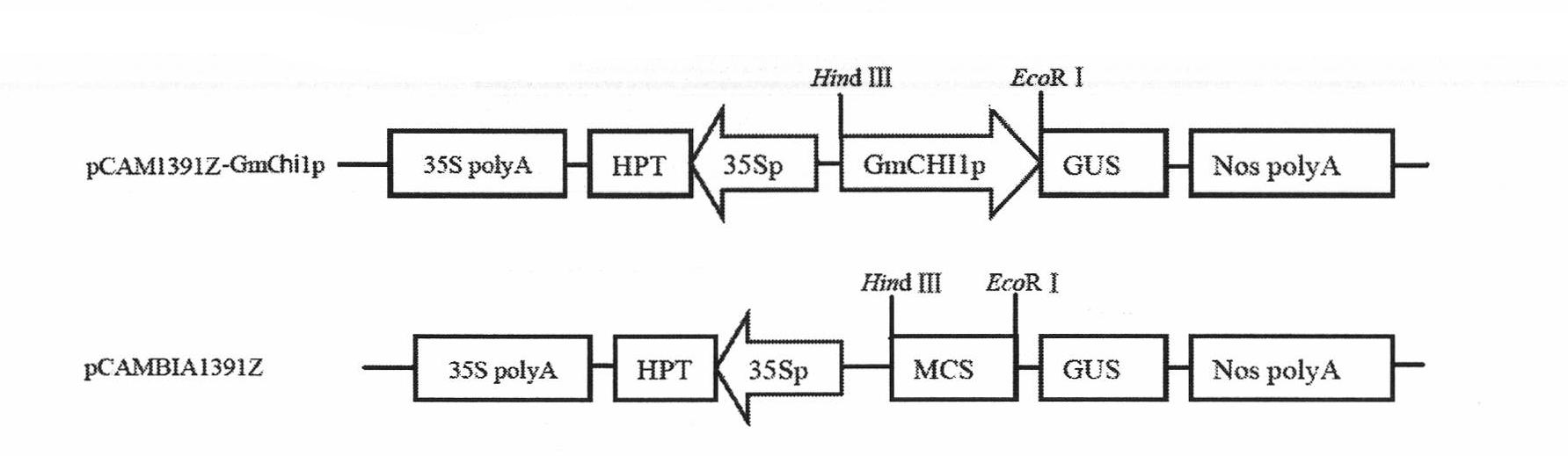 Root-specific and harm inducible promoter from glycine max