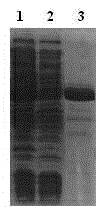 Preparation method of recombinant antigen for detecting swine fever virus