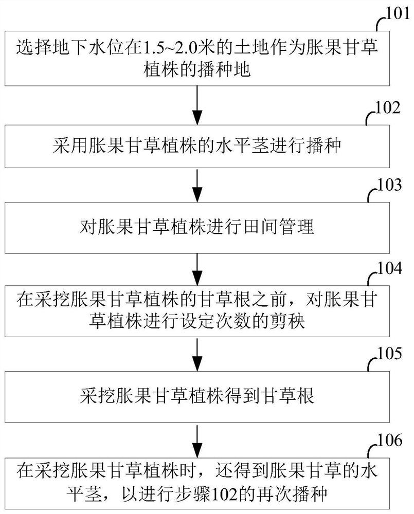 Planting method of glycyrrhiza inflata