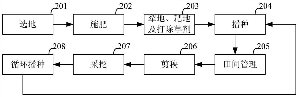 Planting method of glycyrrhiza inflata