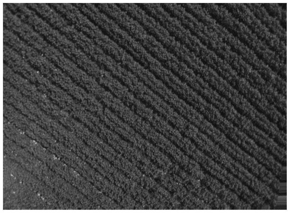 Method for predicting plant growth state in cotton topping period based on unmanned aerial vehicle multispectral remote sensing