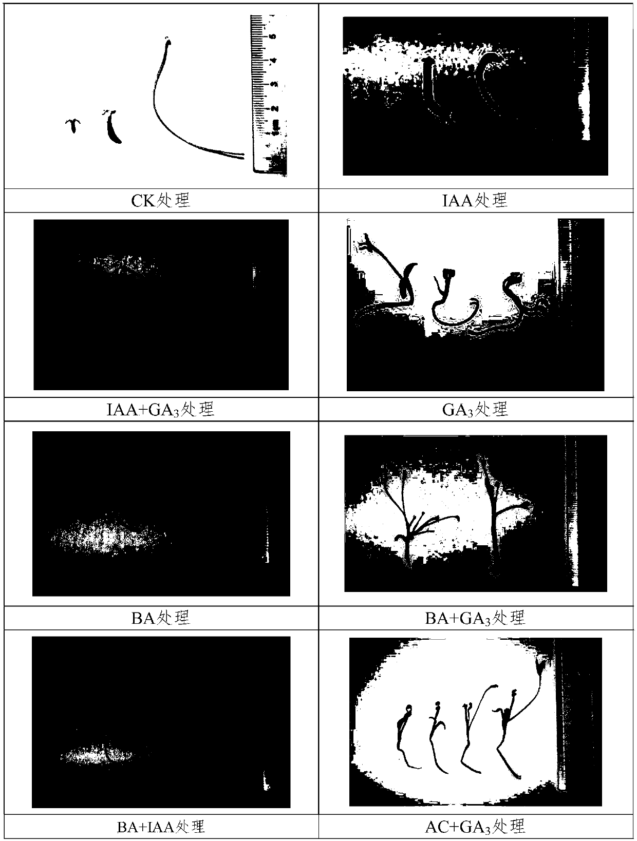 Method for increasing seedling survival rate of intergroup distant hybrid seeds of paeonia