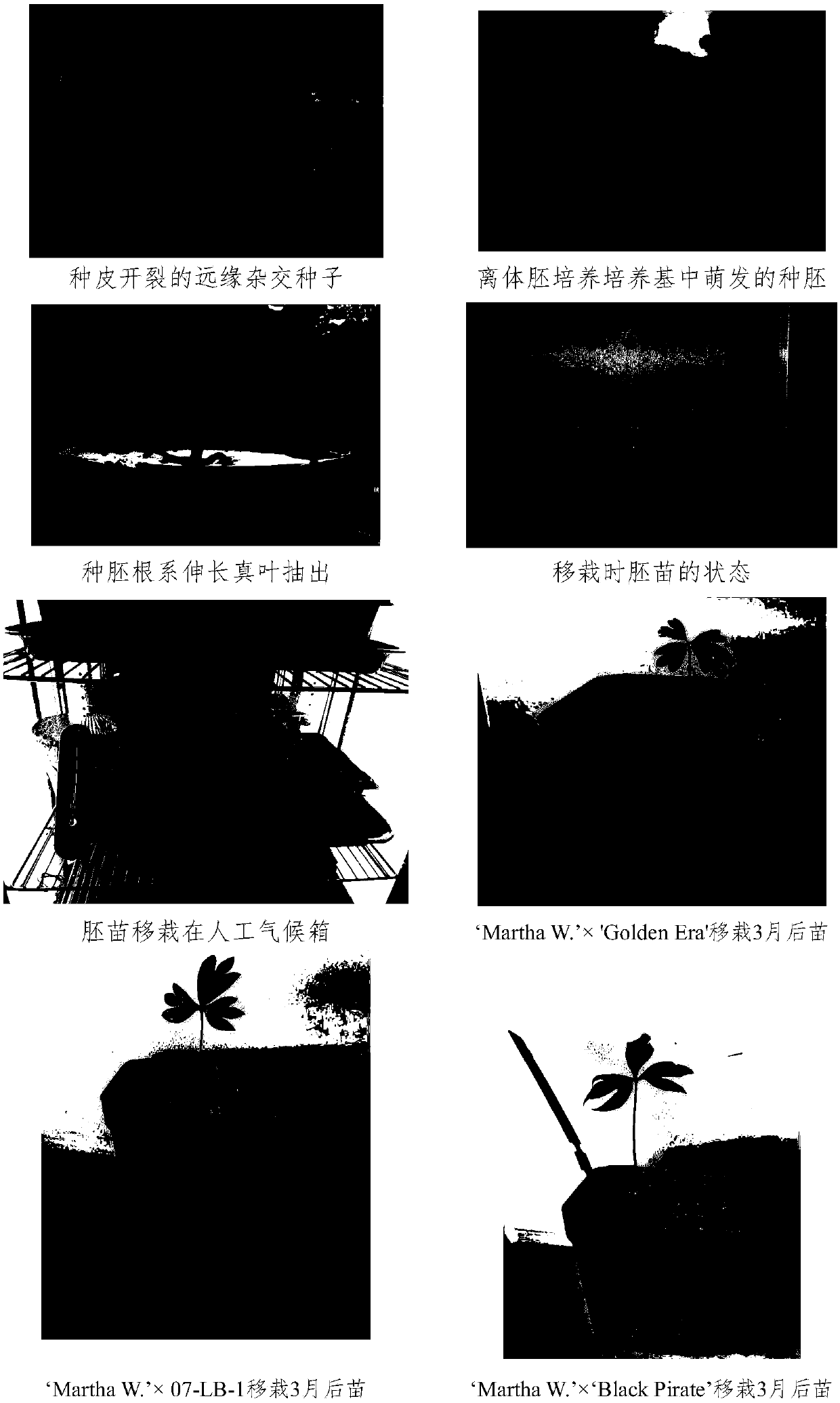 Method for increasing seedling survival rate of intergroup distant hybrid seeds of paeonia