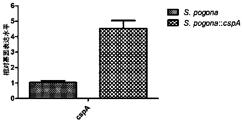 Saccharopolyspora pogona engineering strain with double cspA gene and application thereof