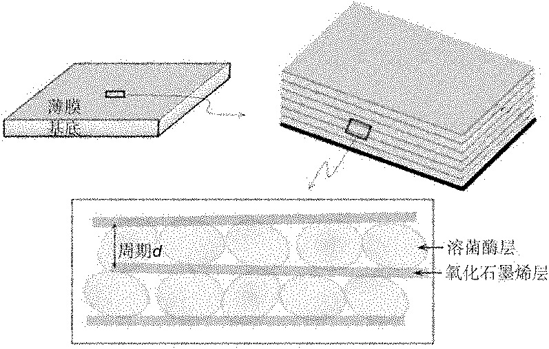 Antibacterial nanocomposite film material of graphene oxide and lysozyme, preparation method and application of antibacterial nanocomposite film material as antibacterial material