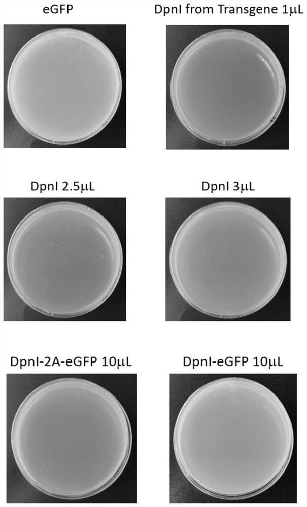 Restriction endonuclease DpnI preparation and preparation method thereof