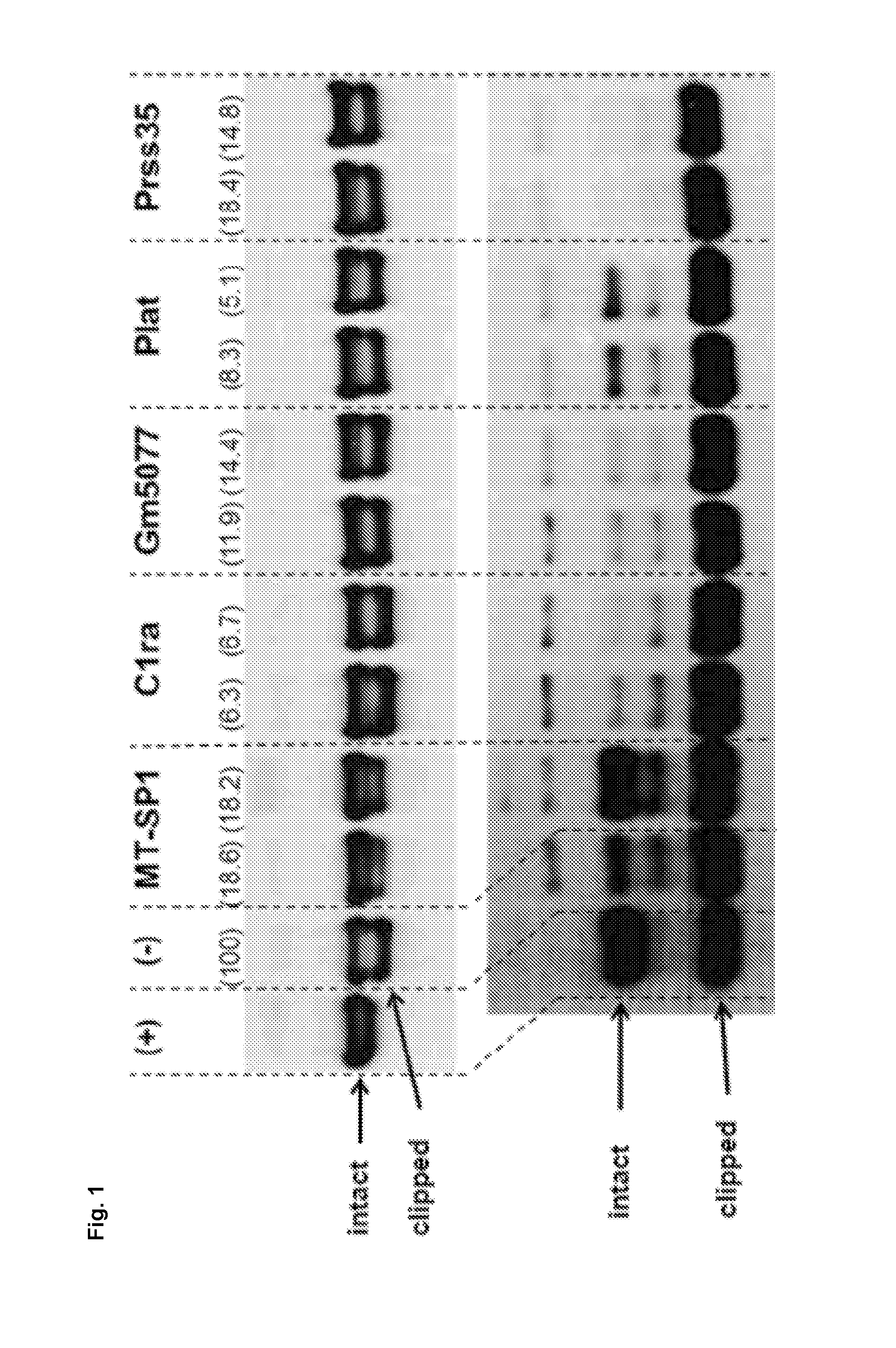 Novel vertebrate cells and methods for recombinantly expressing a polypeptide of interest