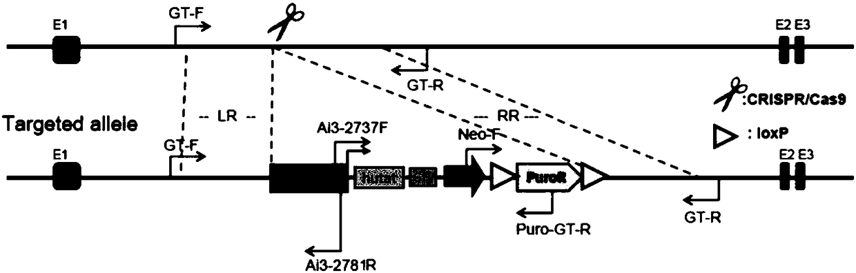 Experimental method for constructing Hutat2:Fc gene knock-in monocyte by using CRISPR/Cas9 technology