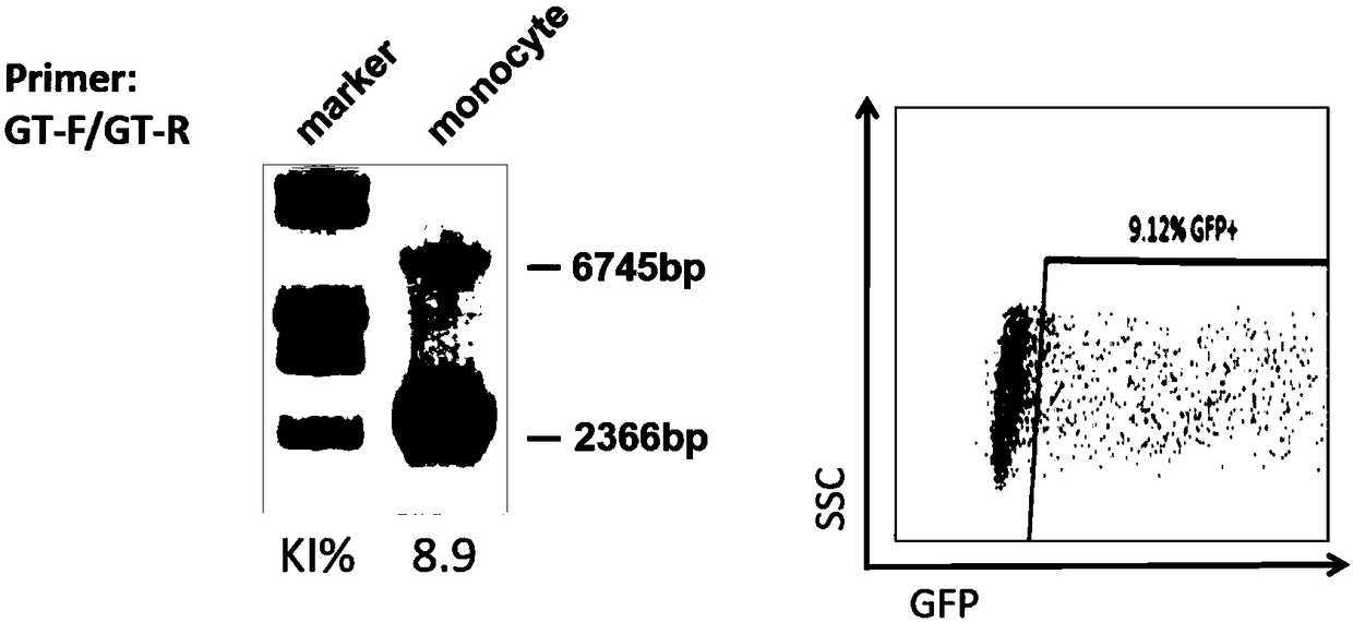 Experimental method for constructing Hutat2:Fc gene knock-in monocyte by using CRISPR/Cas9 technology