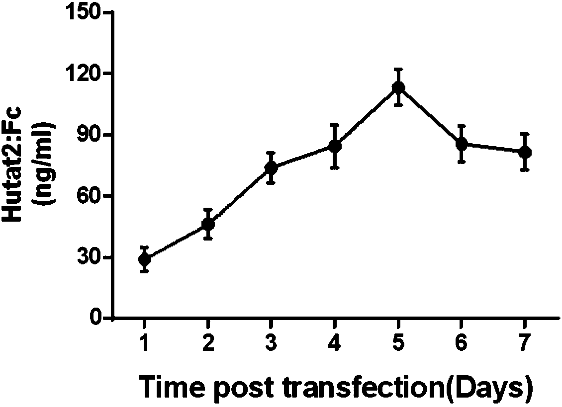 Experimental method for constructing Hutat2:Fc gene knock-in monocyte by using CRISPR/Cas9 technology