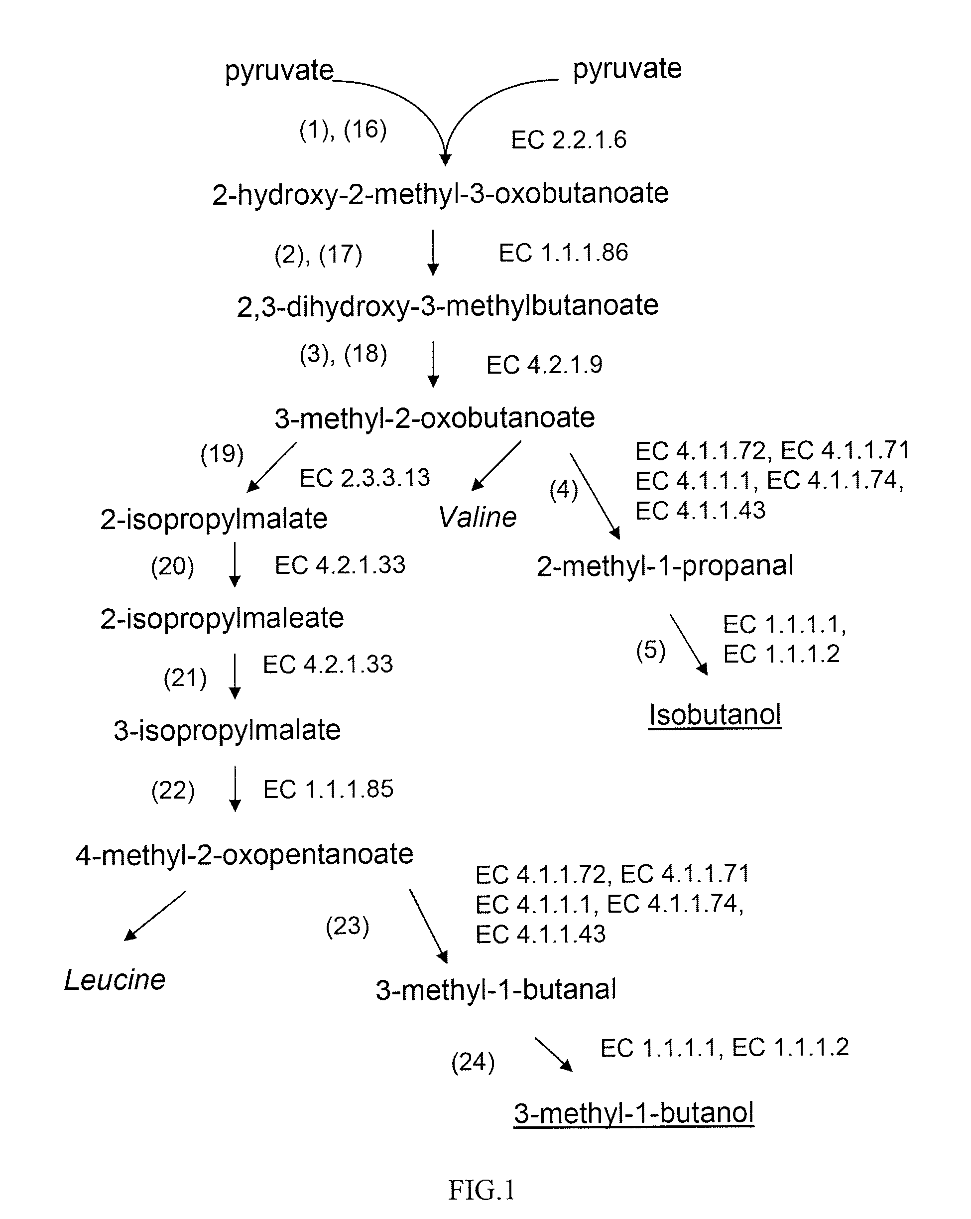 Production of branched-chain alcohols by photosynthetic microorganisms