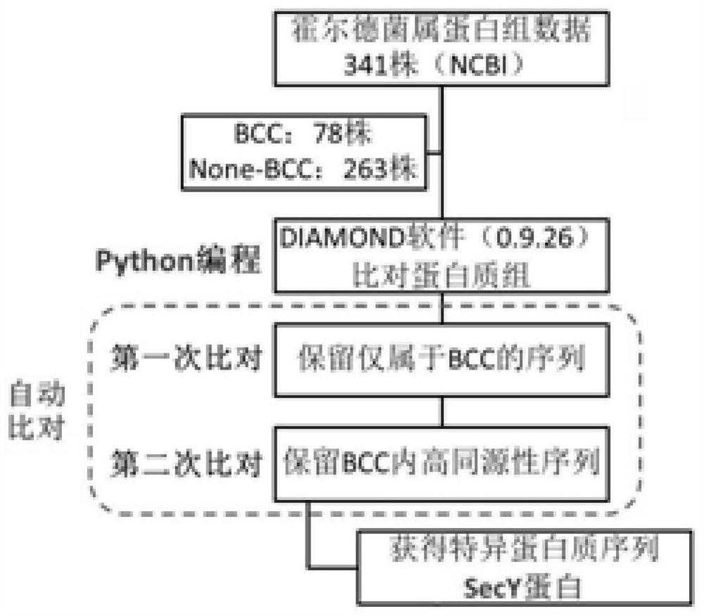 Specific detection target of BCC (Burkholderia cepacia complex) and constant-temperature rapid detection method