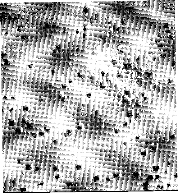 Vanadate for measuring dislocation density and etching process of doped monocrystal